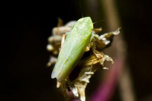 Leafhopper - zygina nivea foto