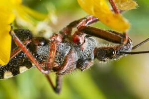 Sluipmoordenaar kever - rhynocoris cuspidatus foto