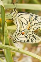 oud wereld zwaluwstaart - papilio machaon gorganus foto