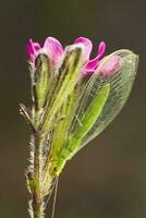 groen Lacewing - chrysoperla carnea foto