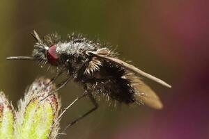 bombylius bij vlieg foto