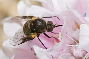 bombylius bij vlieg foto