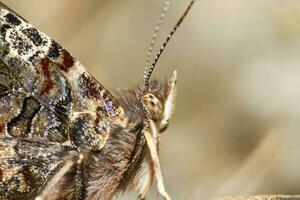 geschilderd dame - vanessa Cardui foto