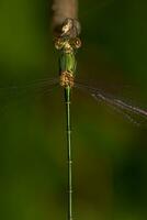 mooi groen waterjuffer foto