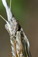 empusa pennata dichtbij omhoog foto