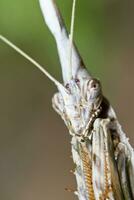 empusa pennata dichtbij omhoog foto