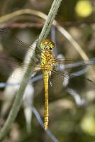 rood geaderd darter - sympetrum fonscolombii foto