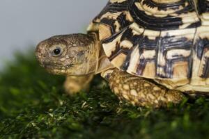 luipaard schildpad dichtbij omhoog foto