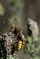 vespa crabro dichtbij omhoog foto