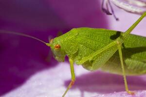 sikkeldragend boskrekel - faneroptera falcata foto