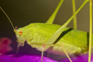 sikkeldragend boskrekel - faneroptera falcata foto