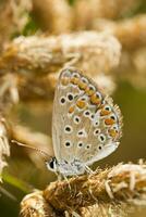 zuidelijk bruin argus - aricia cramera - vlinder foto