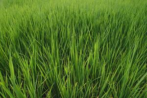 groen rijst- velden in de platteland Bij schemer foto