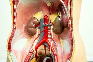 menselijk nier model- anatomie voor medisch opleiding Cursus, onderwijs geneeskunde onderwijs. foto