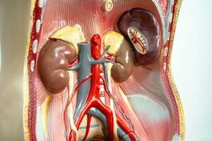 menselijk nier model- anatomie voor medisch opleiding Cursus, onderwijs geneeskunde onderwijs. foto