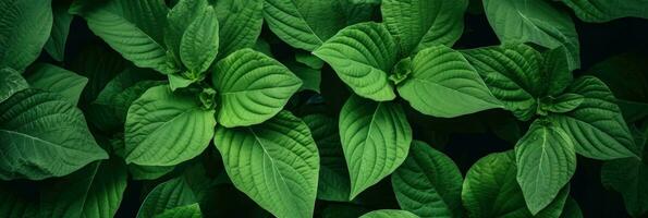 ai generatief groen natuur bladeren foto