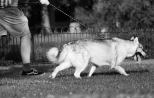 schattig huisdier hond Aan wandelen Bij lokaal openbaar park van Londen Engeland uk. foto