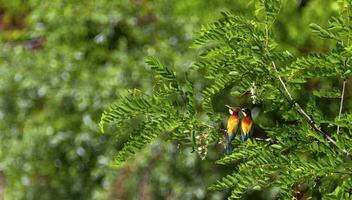 Europese bijeneter, merops apiaster, vogelstand duo foto