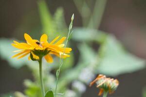 dichtbij omhoog beeld van fabriek en bloem foto