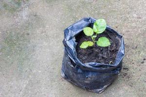 jonge plant in de zwarte plastic zak op de grond foto