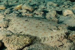 vissen zwemmen in de rode zee, kleurrijke vissen, eilat israel foto