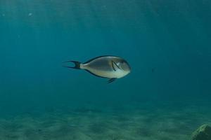 vissen zwemmen in de rode zee, kleurrijke vissen, eilat israel foto