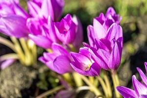 roze krokus bloemen Aan bloem bed. selectief focus. horizontaal formaat. foto