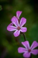 dichtbij omhoog kruid robert, geranium Robertianum in een werf na de regen foto