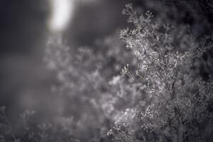 laatste leafe bevroren in laat zonlicht foto