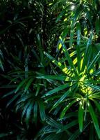 tropische bladeren komen naar voren in een donkere toon als een wijdverbreide bosachtergrond foto