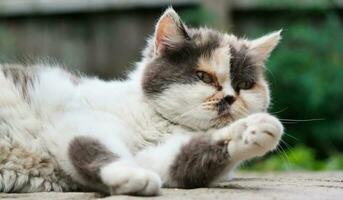 schattig katje is poseren in de huis tuin Bij luton, Engeland uk foto