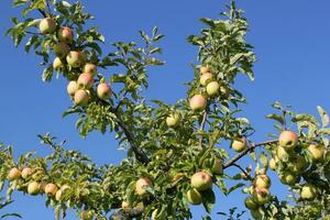 takken van appel boom foto