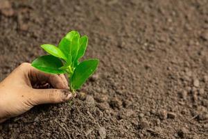 hand zaailingen planten in de grond wereld ozon dag concept foto