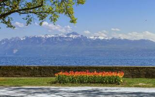 tulp festival in voorjaar door dag, morges, Zwitserland foto