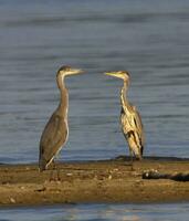 paar van grijs reiger, Ardea bioscoop, op zoek Bij elk andere foto