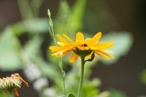 dichtbij omhoog beeld van fabriek en bloem foto