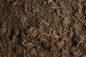 een vrouw draagt een worm in vruchtbare grond uit een natuurlijke bron. foto