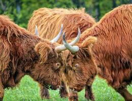 hoogland koeien strijd foto