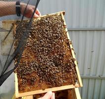 achtergrond zeshoek textuur, wax honingraat van een bijenkorf