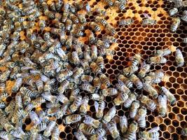zeshoekige structuur is honingraat van bijenkorf gevuld met gouden honing
