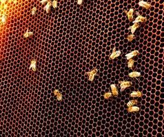 achtergrond zeshoek textuur, wax honingraat van een bijenkorf