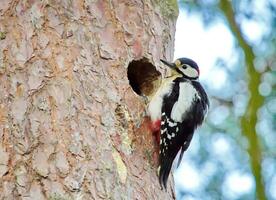 harig specht mannetje vogel foto