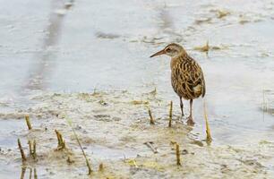 water het spoor, rallus aquatisch, vogel, Neuchâtel meer, Zwitserland foto