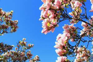 magnolia bloemen en blauw lucht foto