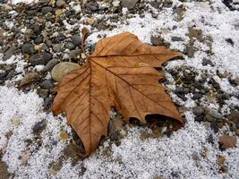 herfst blad Aan besneeuwd grond foto