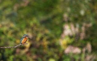 Euraziatische, rivier- of gemeenschappelijk ijsvogel, alcedo Op deze, Neuchâtel, Zwitserland foto