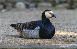 eendenmossel gans, Branta leukopsis, hebben rust uit foto