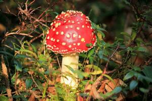 amanita muscaria paddestoel foto