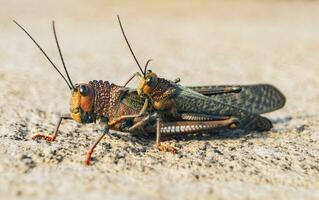 dichtbij omhoog van twee krekels paren, visie van twee krekels paren. twee sprinkhanen paren. insect paring concept foto