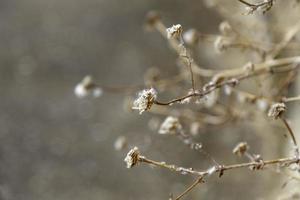 gedroogde paardebloemen in de natuur foto